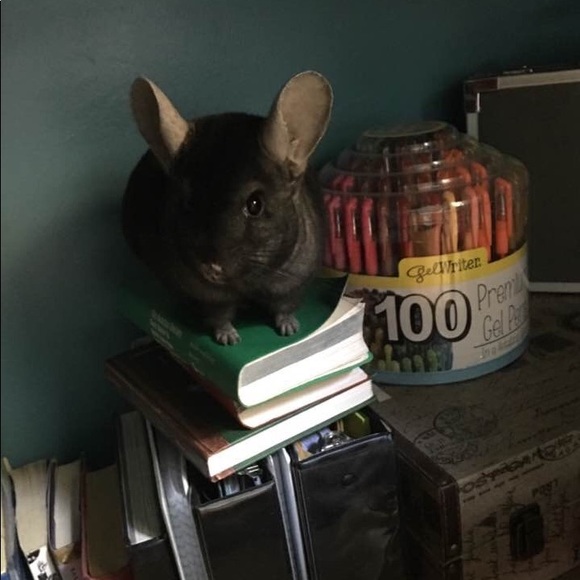 COPY - 5โญ๏ธ fast shipping Posh ambassador Raytchell - Picture 13 of 15